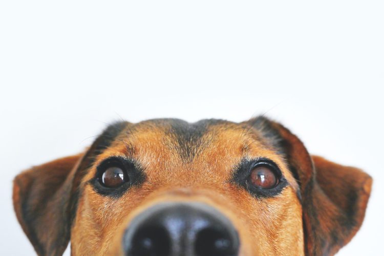 The Advantages of Buying a Pet Business for Sale