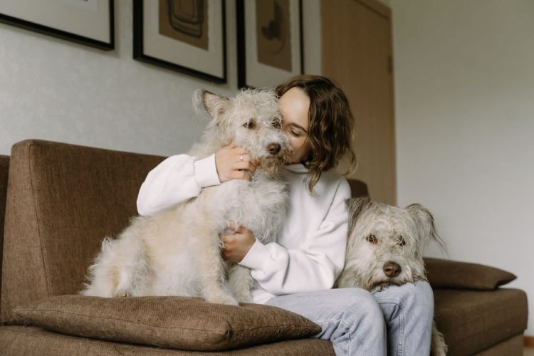 Why dog grooming businesses for sale are becoming more popular than ever
