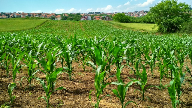 The Farm Frenzy – Why now is the perfect time to buy a farm!